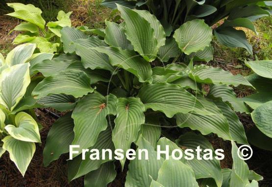 Hosta Childhood Fantasy